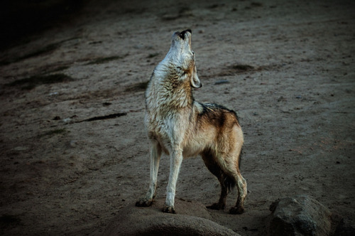 agameofwolves:By Daniel Hernanz