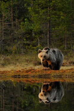 e4rthy:  European brown bear by Edwin Kats