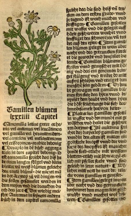 heaveninawildflower:   Botanical woodcuts taken from ‘Gart der Gesundheit’ by Hamsen Sch