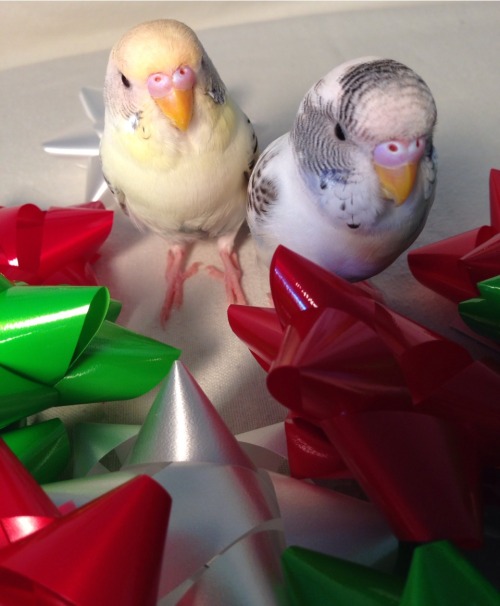 pepperandpals:  Budgies and bows   Budgies just look like they have yew berries squished onto their faceThey’re really adorable though :3