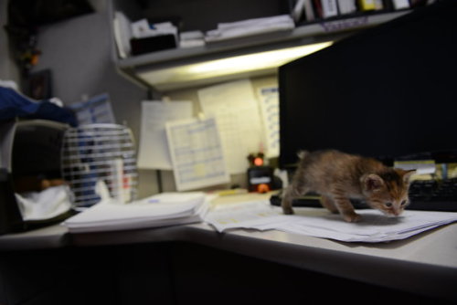   A little furry crew member: a tiny rescued kitten prowls around TV station. KENS 5 & Kens5.com employees found quite the cute surprise hiding under a vehicle in their back parking lot. The precious kitten was about a week old or so. KENS 5 Facebook