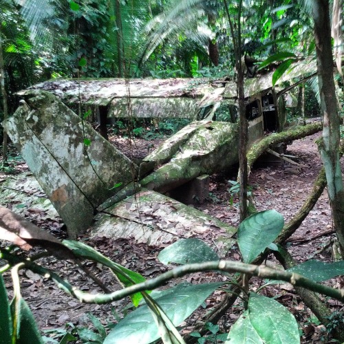 seancaseywrites:Cockscomb Basin Plane Crash - BelizeSource: Sean Casey
