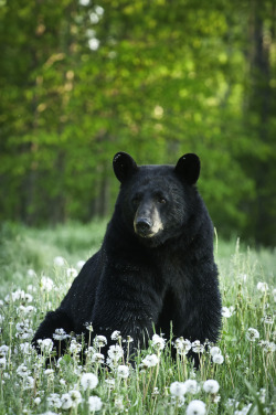 freckledrobin:  so beautiful, i love bears 