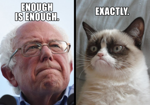 Enjoy the meme? You will love BernTheMovie.com! #GrumpyCat #Bernie #FeelTheBern #NotMeUs #Bernie2016