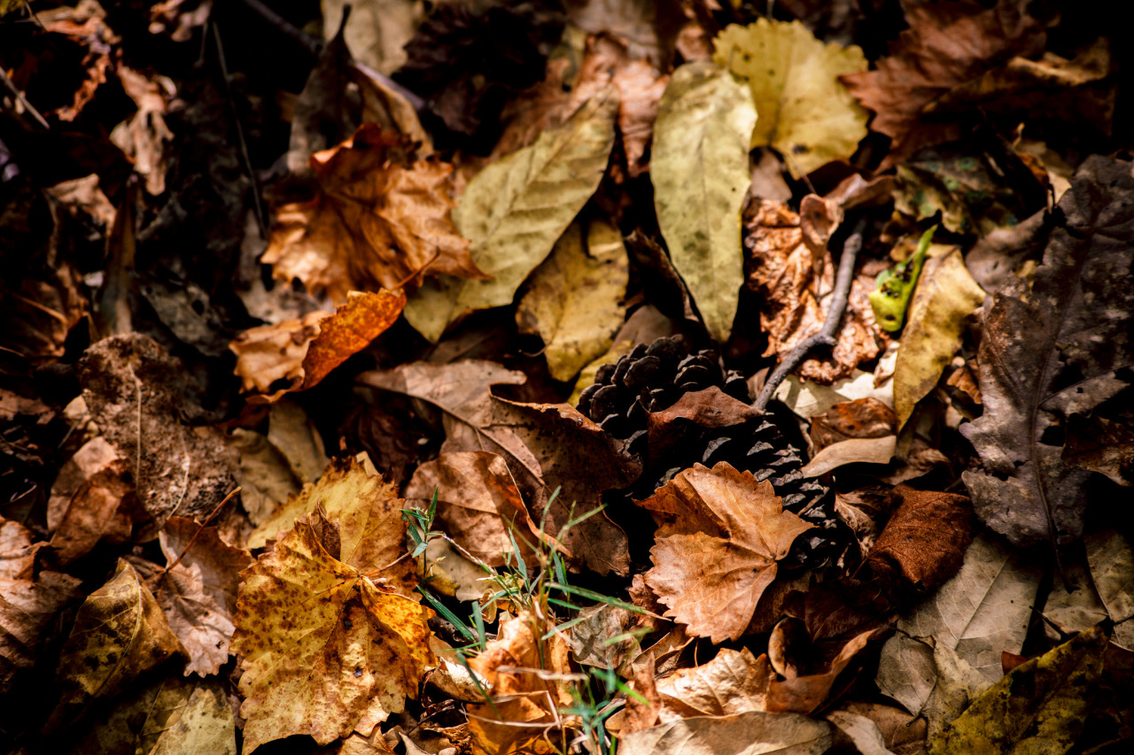 toxicremedy:  i’m sososo excited about the leaves 