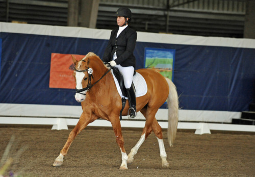 Xerez De QuintanaNero X DestinadaLusitano, Stallion15.3hhBorn 2002