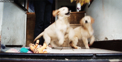 thebabyanimals:  feeling sad? look at this baby animal blog!