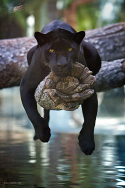 earthandanimals:    Jaguar   Photo by Charlie Burlingame   