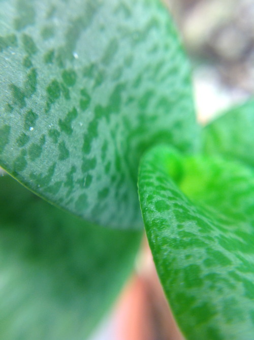 Here’s a look at the foliage of my other Ledebouria sp. It has a similar pattern to the Silver Squil