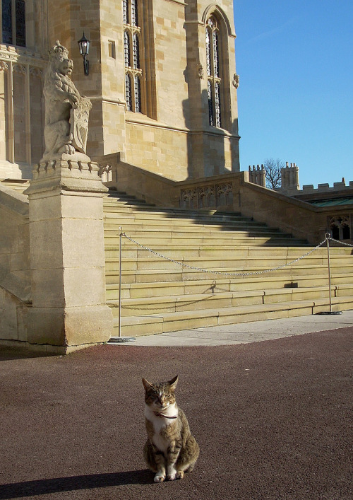 Windsor Castle Resident Kitty (by lauronsky)