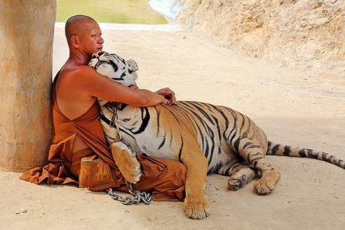 wonderous-world:  Photos taken by Paul Brown at the controversial Tiger Temple in Kanchanaburi, Thailand, where around 100 live alongside Buddhist monks. Many were brought to the reserve as cubs and have grown up around humans. The first cub arrived in
