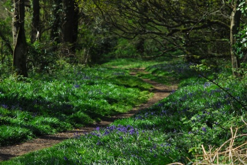 buron: Borthwood Copse ii (17) ©buron - April ‘14