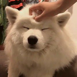 Good Pup