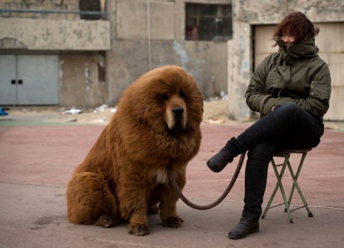 awwww-cute:  Tibetan Mastiff (Source: http://ift.tt/1FCjGSB)