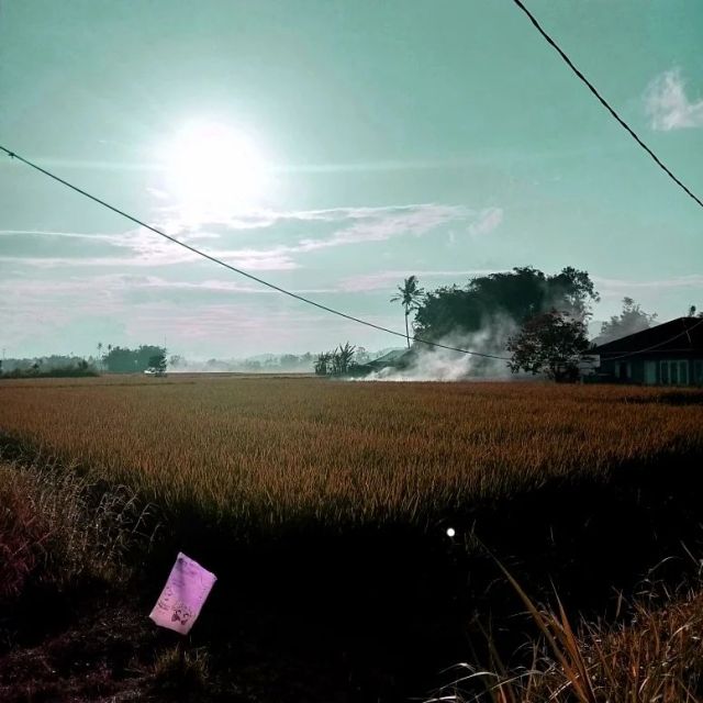 I love this afternoon, when sunshine come and clear sky with wind flow in the ricefield.  #countryside #naturephotography #nature #landscape #landscapephotography #ricefield #smoke #sky #bluesky #sunshine #afternoon #tree #photography #life #dayly #agam #minangkabau #westsumatera  (at Desa Lungguk Muto - Bukittinggi) https://www.instagram.com/p/CddL_ipv_rq/?igshid=NGJjMDIxMWI= #countryside#naturephotography#nature#landscape#landscapephotography#ricefield#smoke#sky#bluesky#sunshine#afternoon#tree#photography#life#dayly#agam#minangkabau#westsumatera
