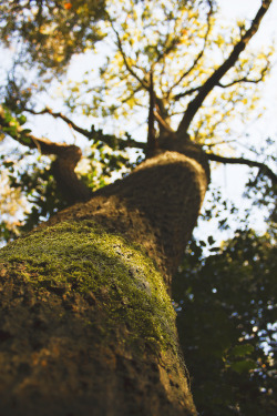 tempuros:  Autumn Tree 