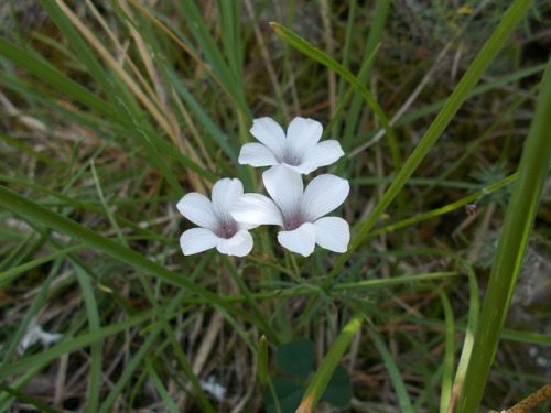 Lino blanco (Linum suffruticosum)