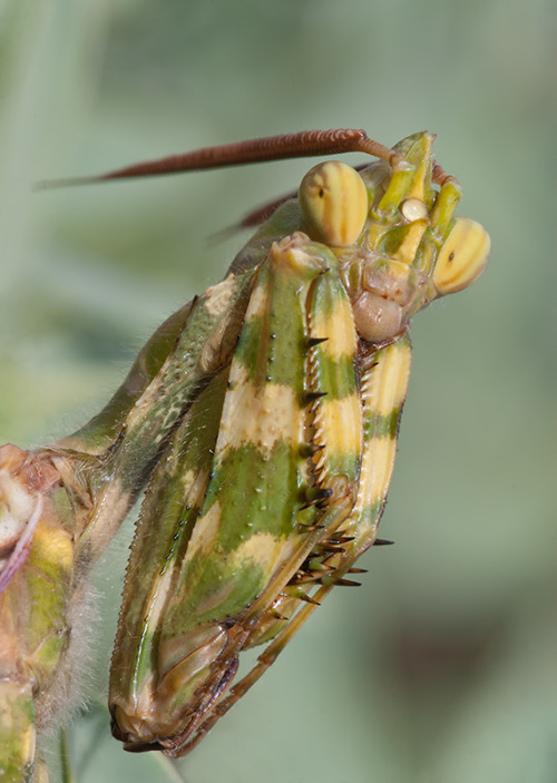 onenicebugperday: Thistle mantis, Blepharopsis mendica, Empusidae Found in northern Africa, parts of