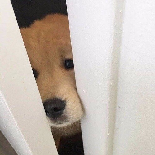 doggosource:pls dont leave