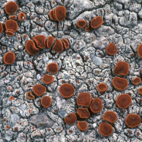  Polycauliona luteominia Red firedot lichenThis crustose lichen has a thin, immersed basal thallus, 