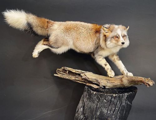 orangeliontaxidermy:I can hardly believe this fox is mine Mounted by the skilled @jeremytaxidermy. W