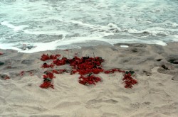 Ana Mendieta | CubanUntitled (Silueta Series) | 1976 | Earth/Body work Mexico | 35 mm color slide