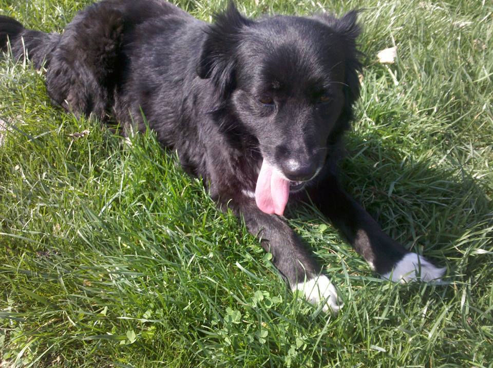 Hey names Heidi. She&rsquo;s a border collie. Around 7-8 years old. She&rsquo;s