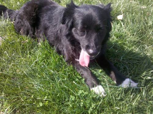 Hey names Heidi. She’s a border collie. Around 7-8 years old. She’s very playful and loving and protective. Loves kids and gets along with some other dogs. She’s fixed and has all her recent shots. She is good for a great loving home.