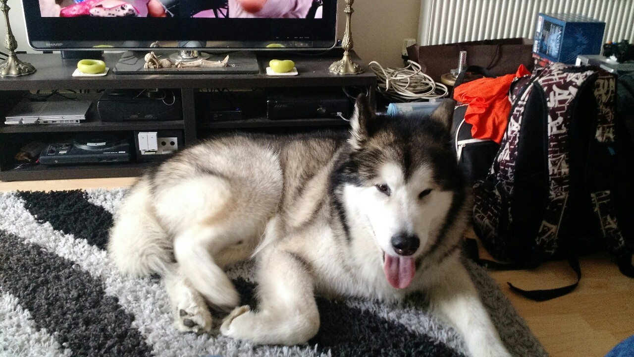 legoshoes:  My friends look after dogs and they are all beautiful! 