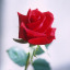 scarlet4rose