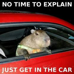 joejoe-the-capybara:  #tbt to that time I