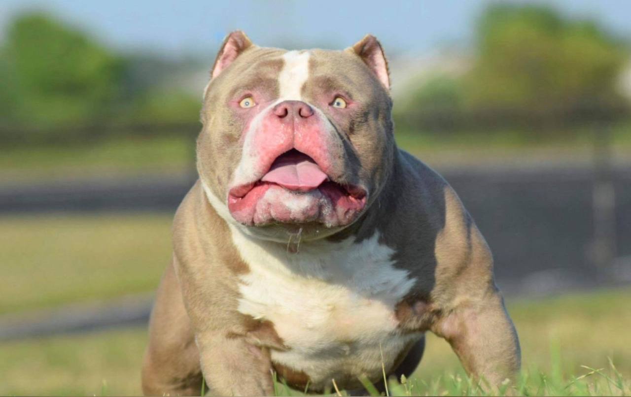 TOP AMERICAN BULLY BLOODLINE: VENOMLINE, by BULLY KING Magazine, BULLY  KING Magazine