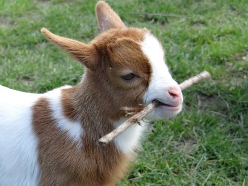 thesassygoats:ATTENTION:I’VE GOAT STICK