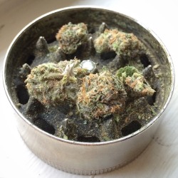 weedstop:  froot loops is so dank