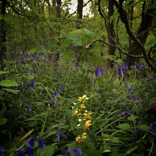 Yellow dead nettle (Lamium galeobdolon) surrounded by bluebells (Hyacinthae non-scripta probably spe