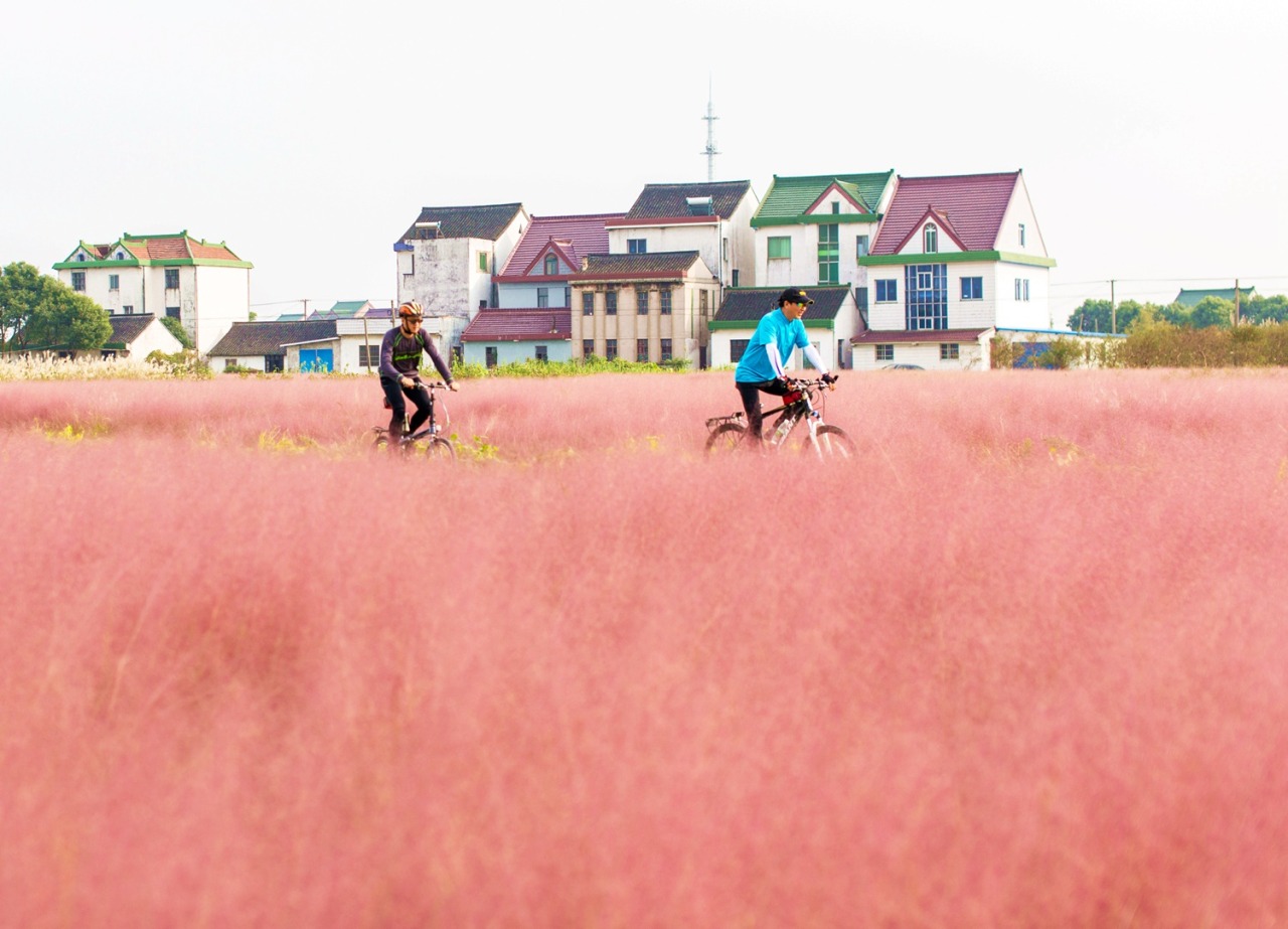 cctvnews:  Pink grass field in China enchants tourists A grass field in Shanghai