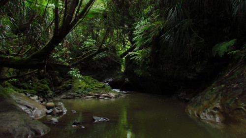 Kotorepi or Nine Mile Creek, West Coast by New Zealand Wild on Flickr.