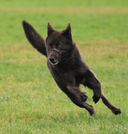 naturepunk:  Jude (low-content wolfdog) making