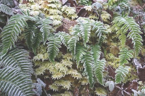 feet-of-clay:Frosted ferns