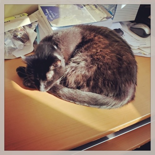 No desk, only sunbeam #gramsci #blackcatsrule #caturday #inceptionkitties #catsinsunbeams ww