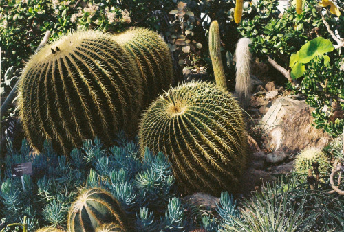 cacti &amp; succulents - Will Kaufhold