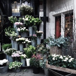 eunhoia:  witanddelight:41 degrees and you can still shop the flower market. 