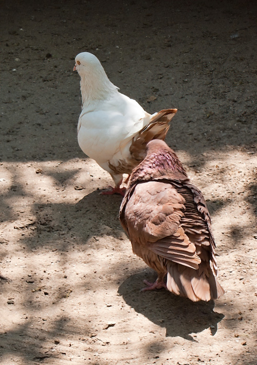 May 12 2011. A zoo in Zaporizhia city.