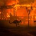karlrincon:Let’s talk about what’s happening in Australia, which is suffering its worst bushfire season in recorded history.This almost unimaginable catastrophe has killed half a billion animals with more than 14.5 million acres burned and released