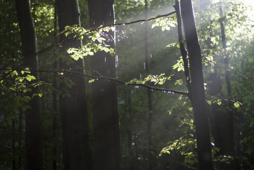 90377:summer rain by Azahara* on Flickr.