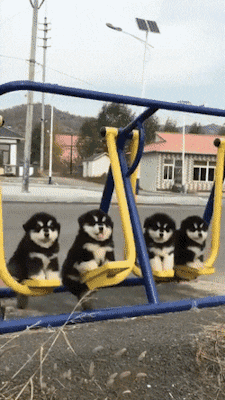 dawwwwfactory:  Doggos on a swing Click here for more adorable animal pics!