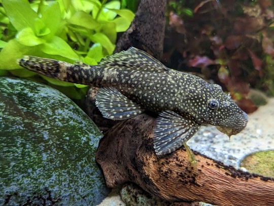 palaeoplushies:palaeoplushies:I’m hoping to open up international postage again soon, and the first thing I’m going to restock is my NEW IMPROVED bristlenose pleco plushies. Look at them, waiting for their suction cups, eyes and stuffing.Bonus