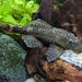 palaeoplushies:palaeoplushies:I’m hoping to open up international postage again soon, and the first thing I’m going to restock is my NEW IMPROVED bristlenose pleco plushies. Look at them, waiting for their suction cups, eyes and stuffing.Bonus