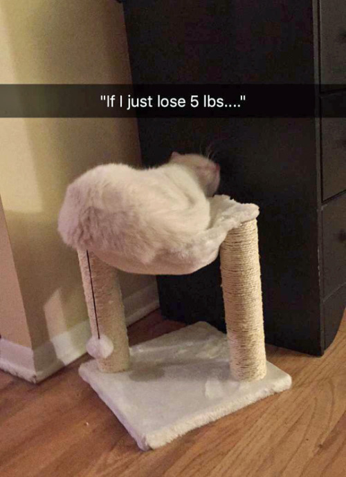 tastefullyoffensive:“I don’t fits.” (via queenofchances)