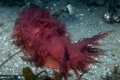 realmonstrosities: The Rainbow Nudibranch (Dendronotus iris) is a terrifying beast of hellish fire a